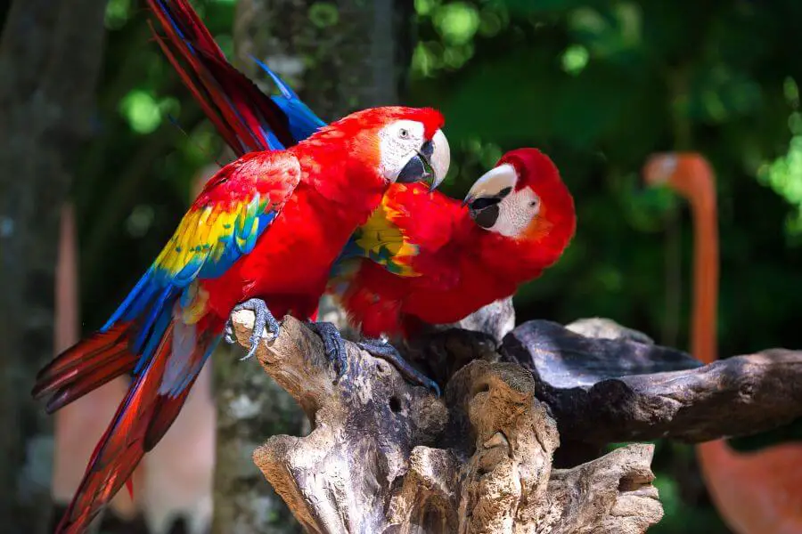 guacamayas at xcaret