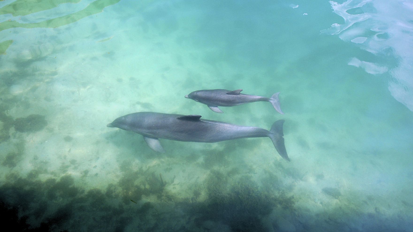 Dolphin Born in Puerto Aventuras