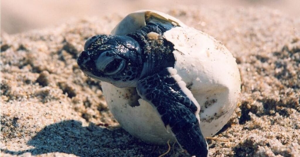 riviera maya sea turtle nesting season (2) riviera maya sea turtle nesting season
