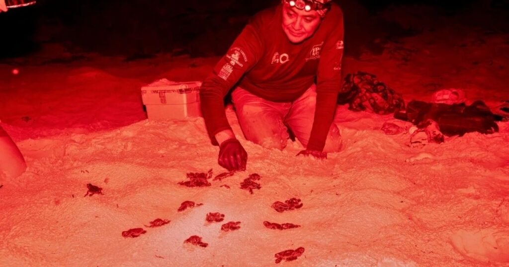 riviera maya sea turtle nesting season (3) riviera maya sea turtle nesting season