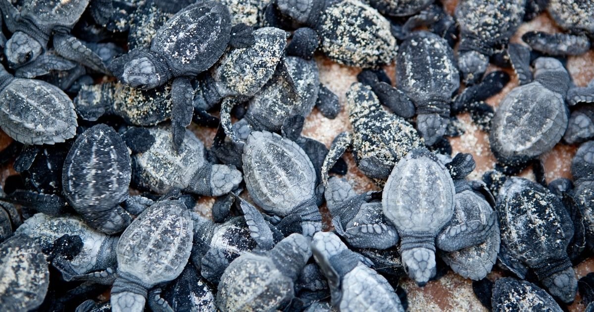 riviera maya sea turtle nesting season